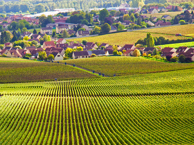 5 Chablis Producers You Need to Know