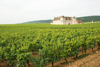 A Guide to Our Favorite Burgundy Producers