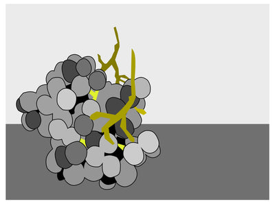 Everything You Need to Know About Whole-Cluster Fermentation