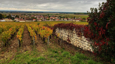 'New' White Burgundy