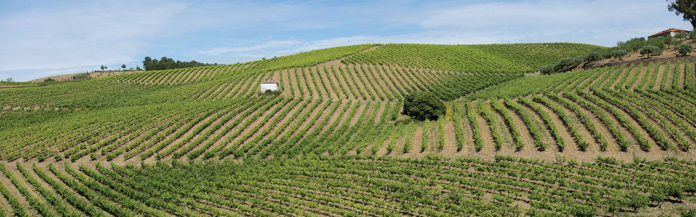Muxagat Vinhos in Portugal