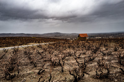 Beaujolais