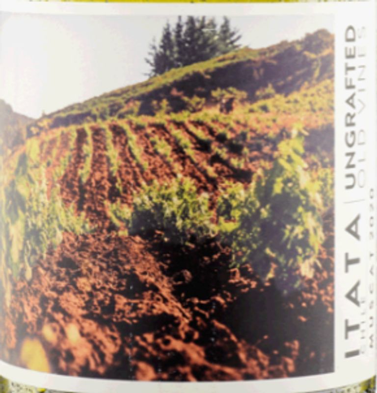 Ungrafted Muscat Itata Valley 2022